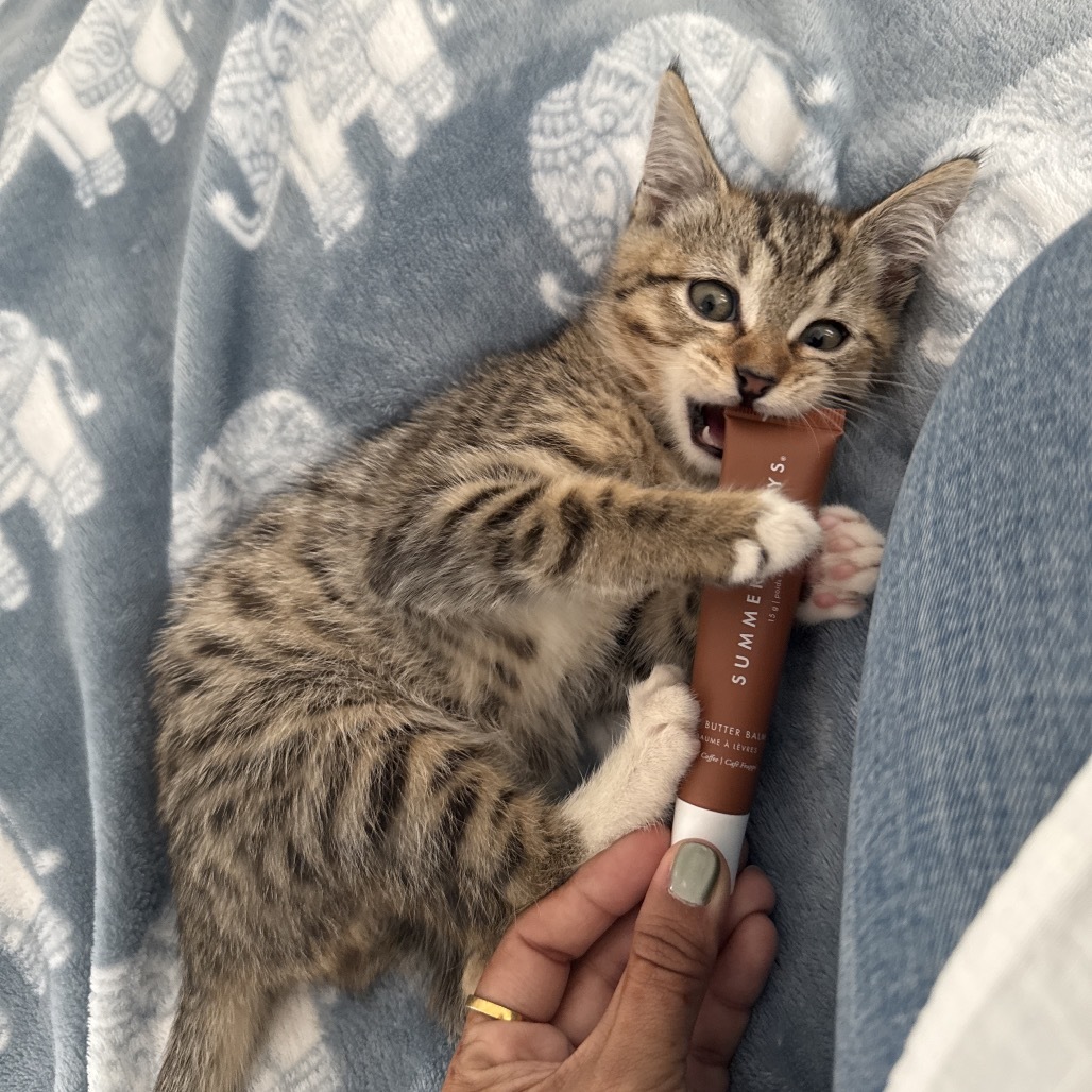 Rambo