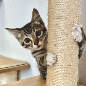 Lawnmeower, Baby Male Domestic Short Hair