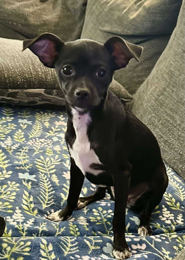 Tavi, an adoptable Chihuahua in Halifax, NS, B3J 3A5 | Photo Image 1