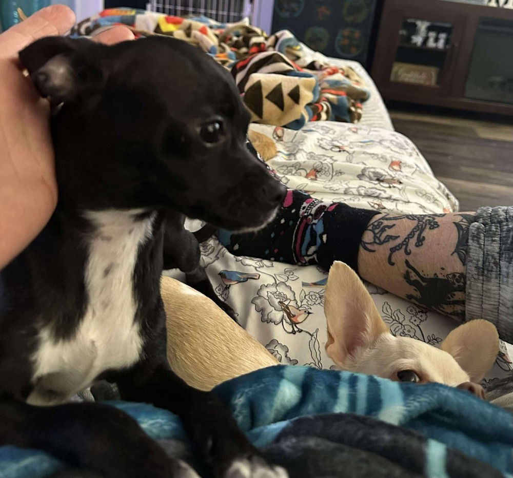 Tavi, an adoptable Chihuahua in Halifax, NS, B3J 3A5 | Photo Image 2