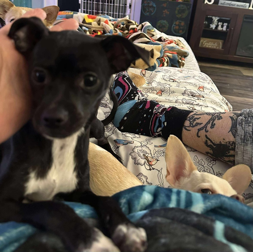 Tavi, an adoptable Chihuahua in Halifax, NS, B3J 3A5 | Photo Image 3