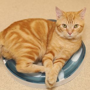 Dennis the Menace, Adult Male Domestic Short Hair