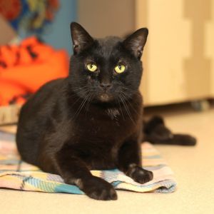 Rioa, Adult Male Domestic Short Hair