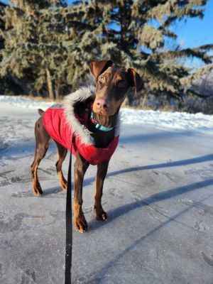 Pluto (EDMONTON, AB)