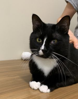 Star Domestic Short Hair Cat