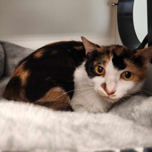 Sweetie Pie Domestic Short Hair Cat