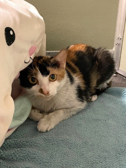 Sweetie Pie