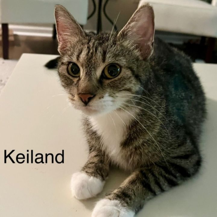 Keiland @PAWZ pet cafe 1