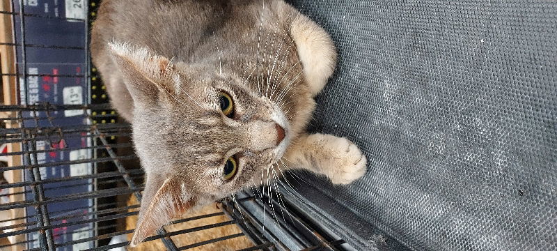 Dusty