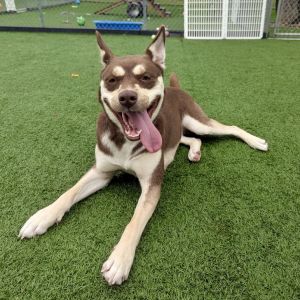 Tara