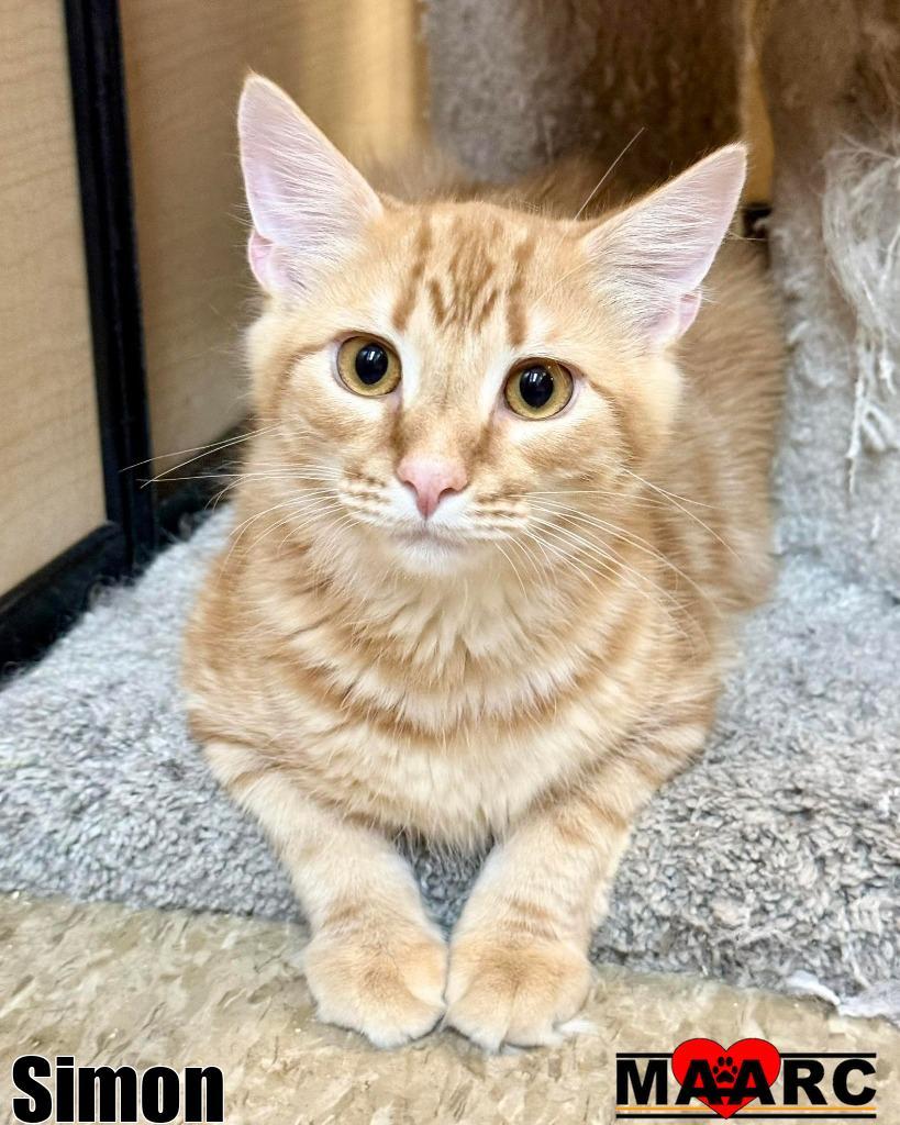 Simon