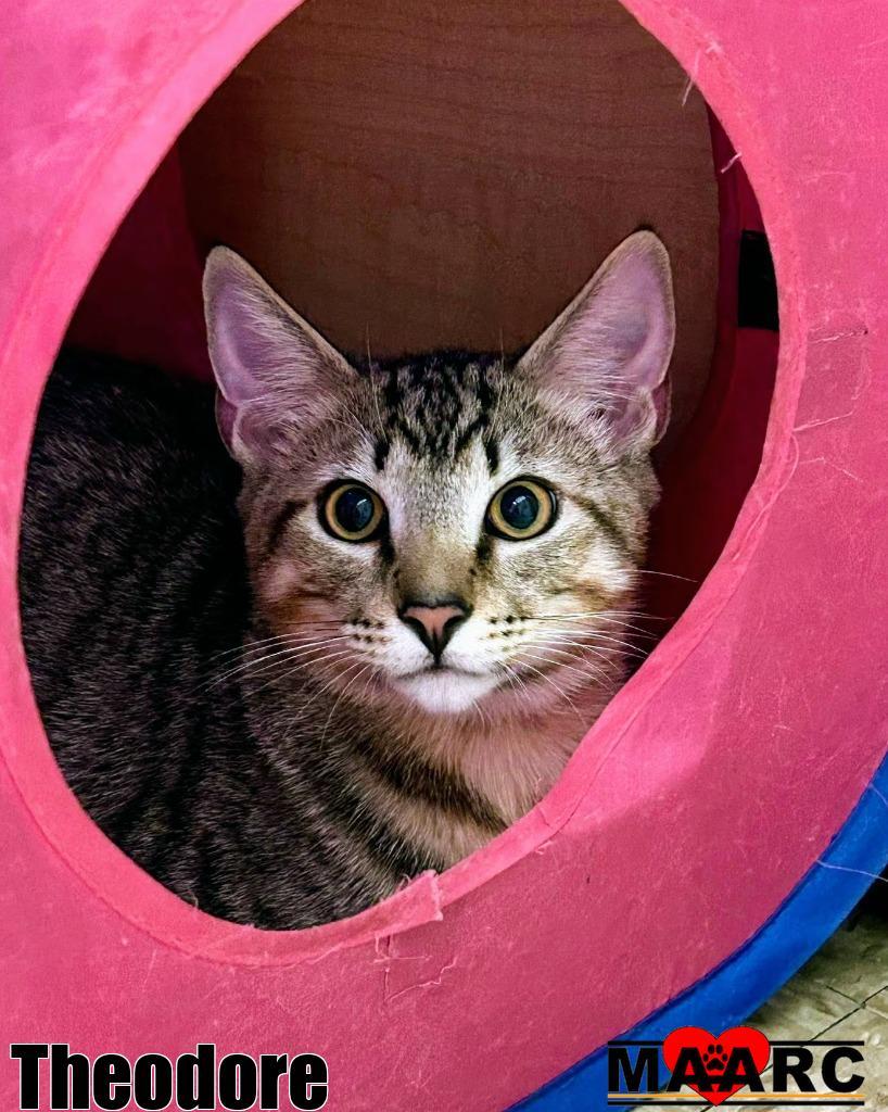 Theodore