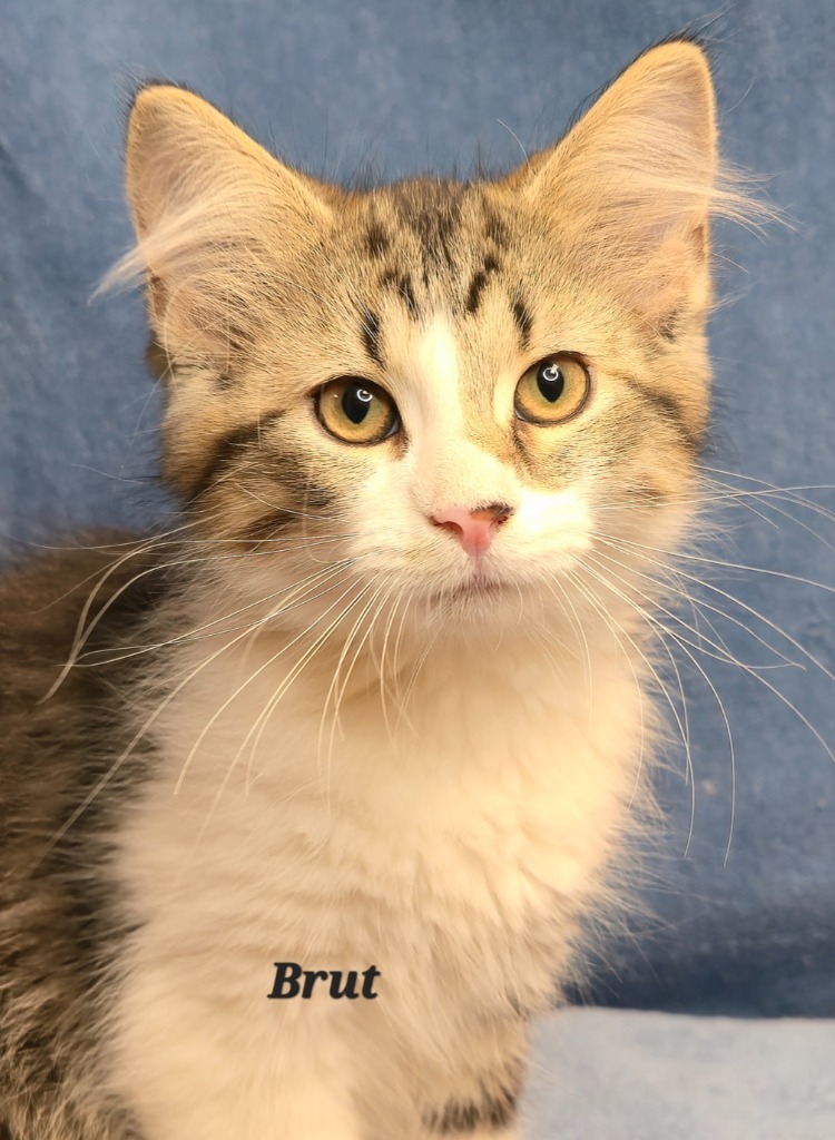 Brut