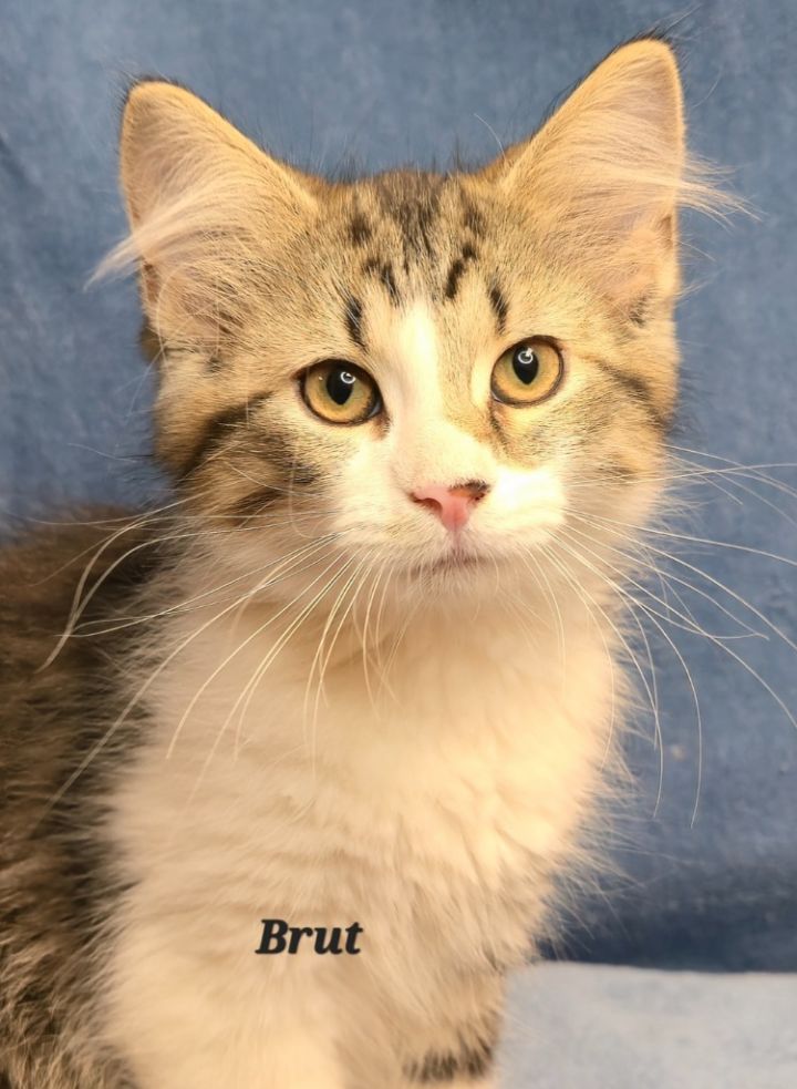 Brut 1