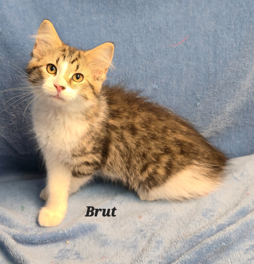 Brut