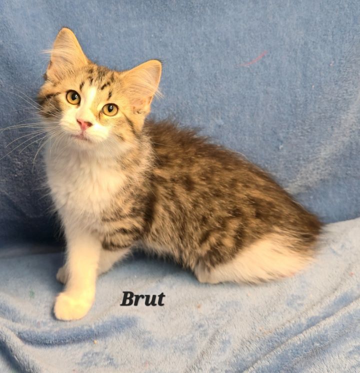 Brut 2