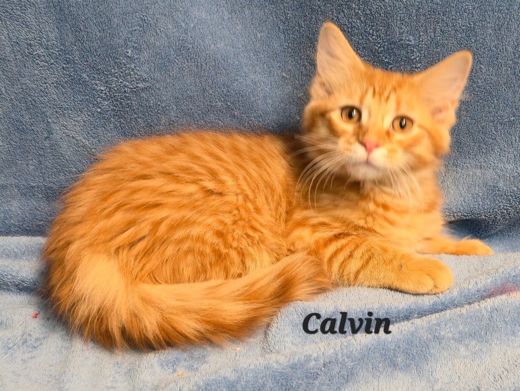 Calvin