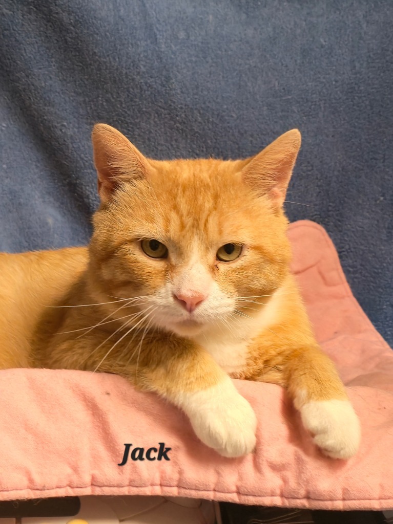 Jack