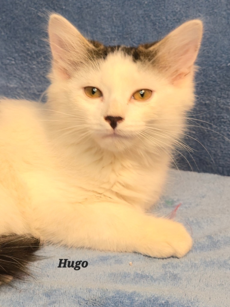 Hugo