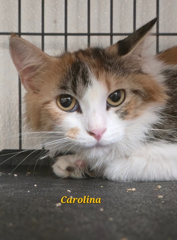 Carolina