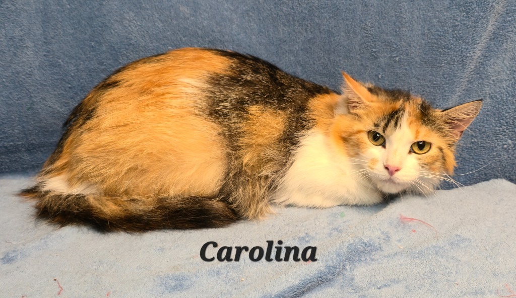 Carolina