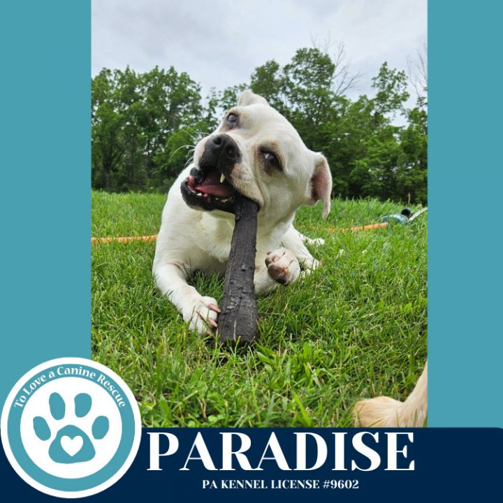 Paradise 053125 3