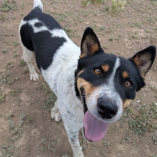 Suzette - Dog Friendly, Leash Trained!