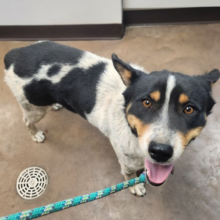 Suzette - Dog Friendly, Leash Trained! 2