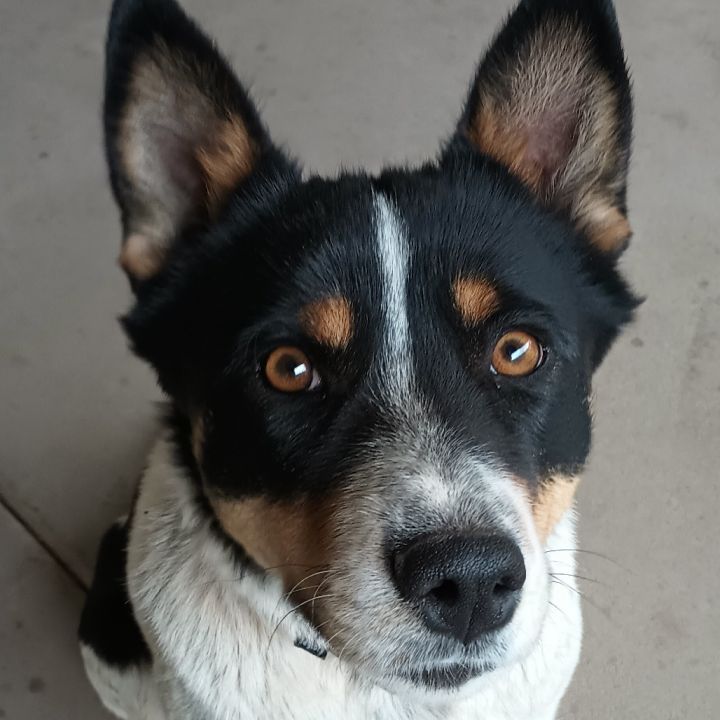 Suzette - Dog Friendly, Leash Trained! 3