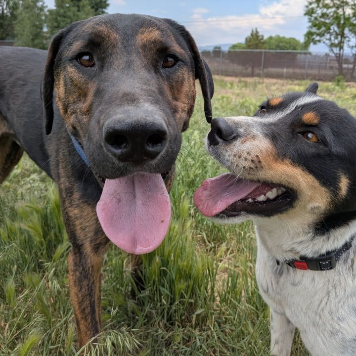 Suzette - Dog Friendly, Leash Trained! 4