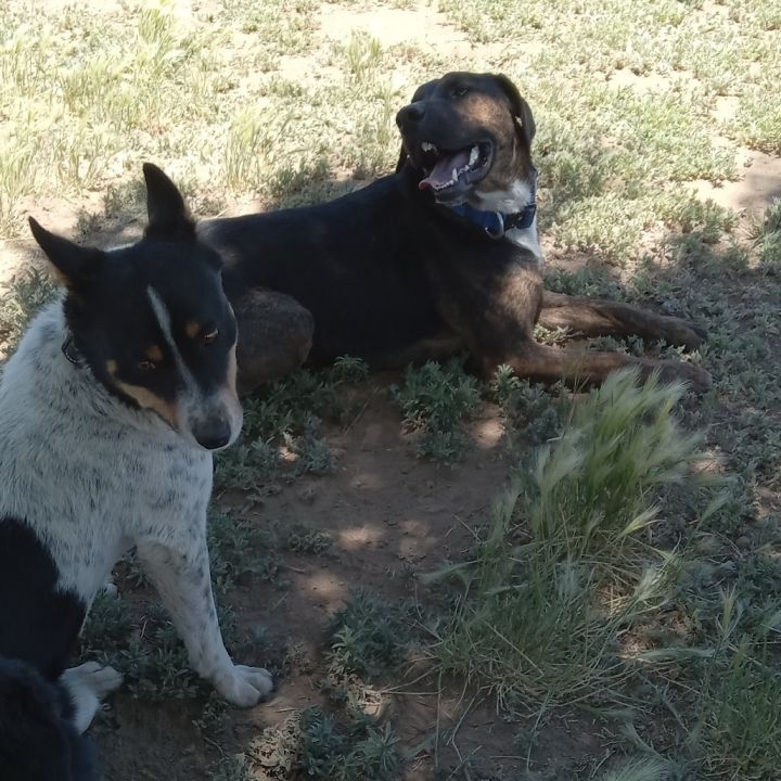 Suzette - Dog Friendly, Leash Trained! 5