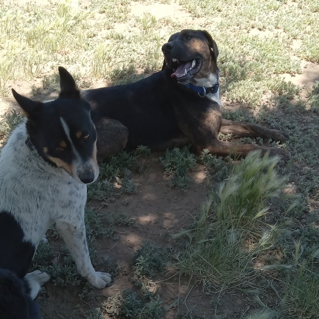 Suzette - Dog Friendly, Leash Trained!