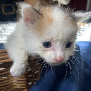 Archie is needy but adorable nonetheless She likes to climb up and give you ki