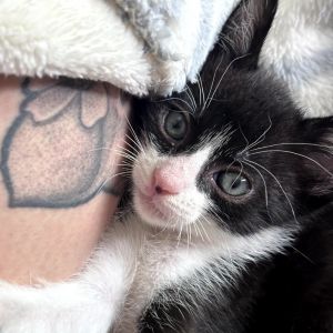Meet Sully Mike and Boo-an adorable trio of kittens named after the lovable characters from Monste