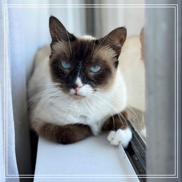 Gracie 1