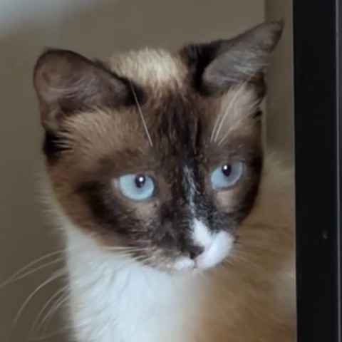 Gracie 2