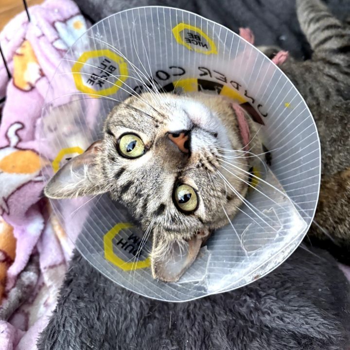 Arya 3