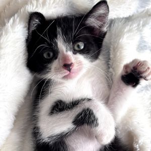 Meet Sully Mike and Boo-an adorable trio of kittens named after the lovable ch