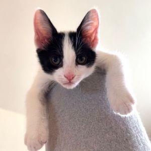 Oliver Our spunky boy The biggest of the bunch he is full of personality and h