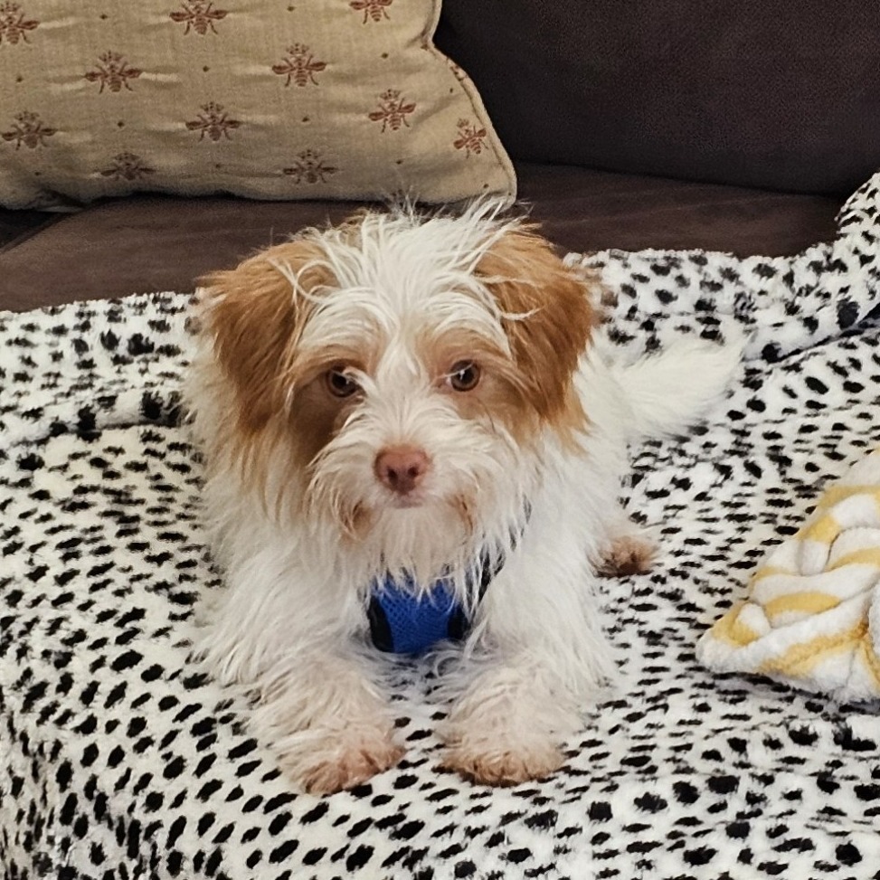 Charlie