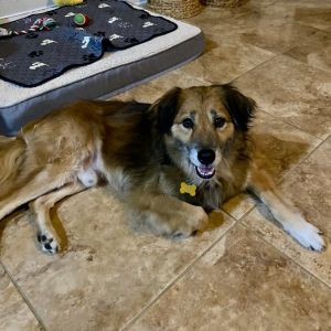Meet Benji an incredibly loving and quiet dog who loves to explore go on walks play follow you a