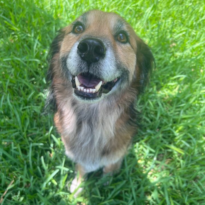 Benji 2