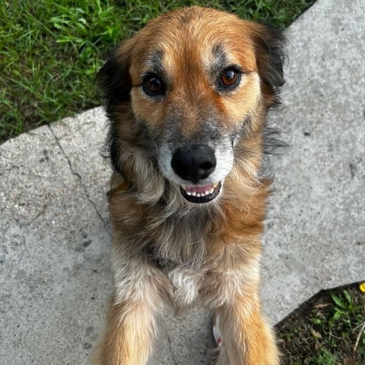 Benji 3