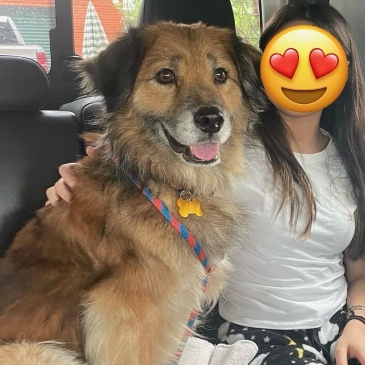 Benji 4