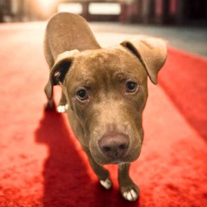 Pedro Pascal, Adult Male Mixed Breed