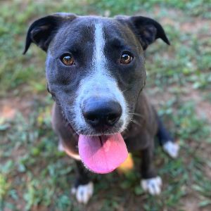 Octavia, Adult Female Mixed Breed