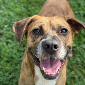 Cinnamon Roll, Adult Female Mixed Breed