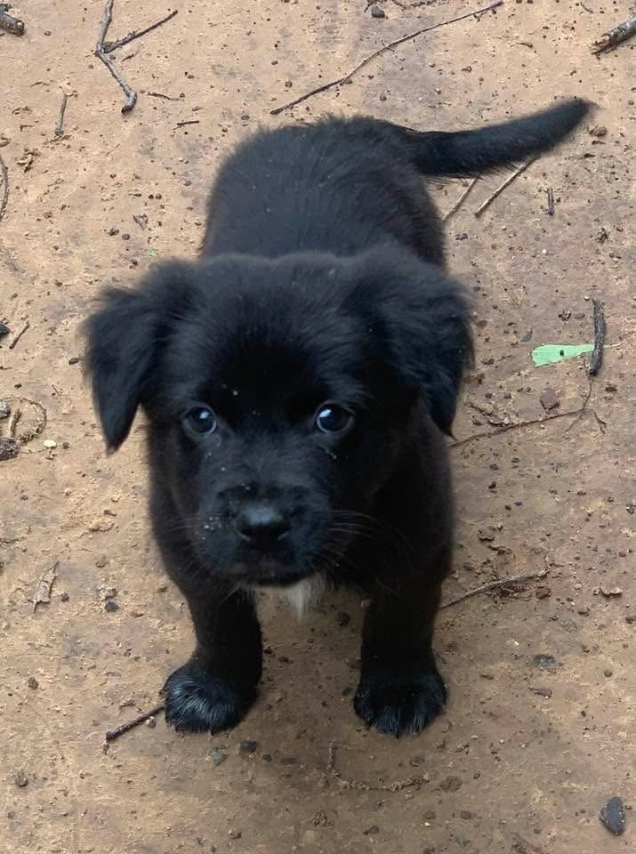 Riggs