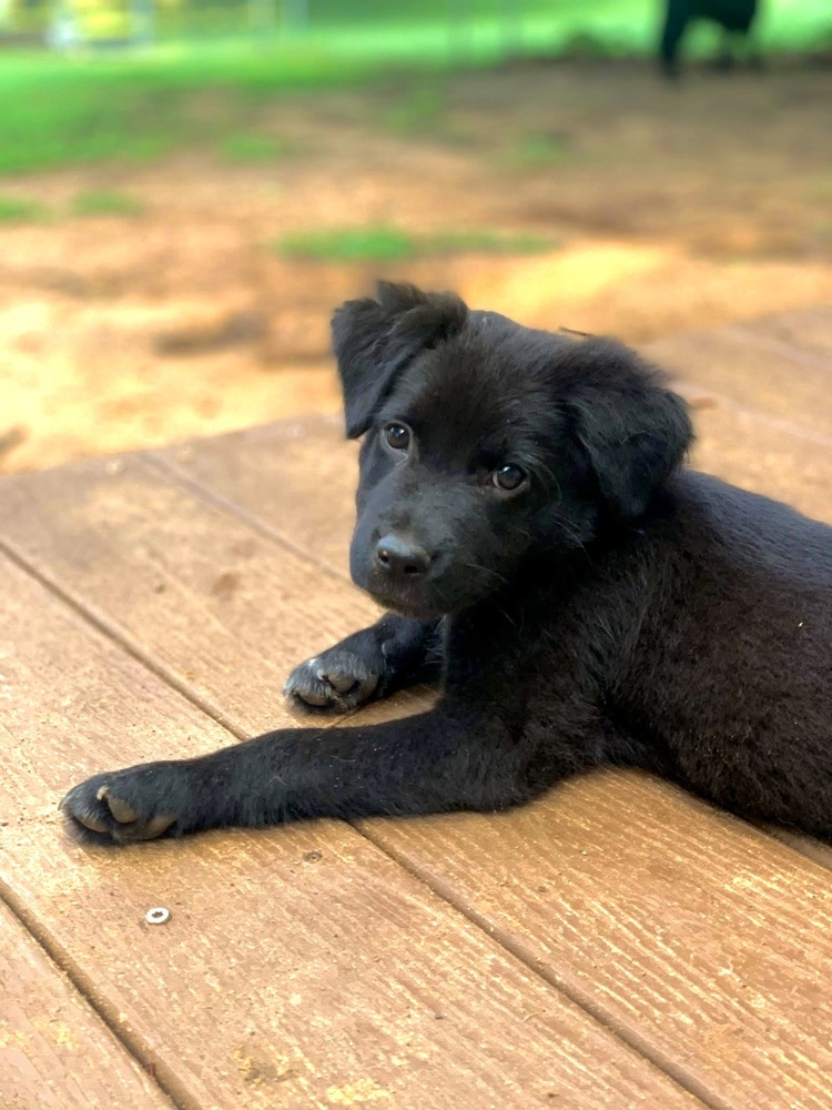 Riggs
