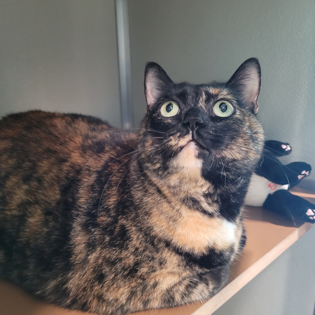 Suki